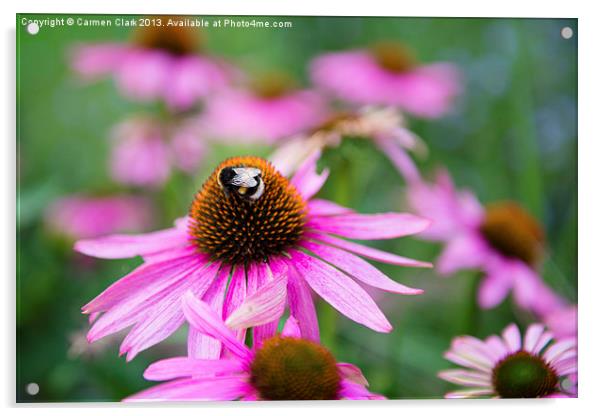 Bumblebee on pink flower Acrylic by Carmen Clark