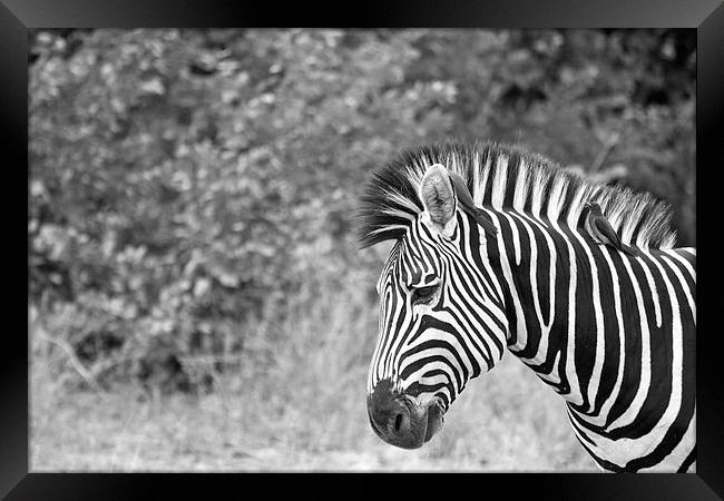 Zebra and Oxpeckers Framed Print by Alistair du Plessis