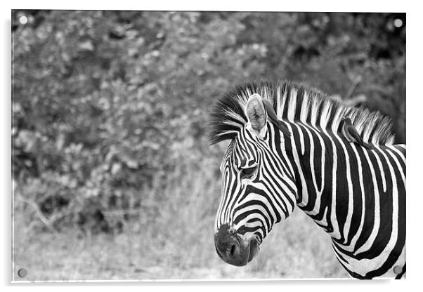 Zebra and Oxpeckers Acrylic by Alistair du Plessis