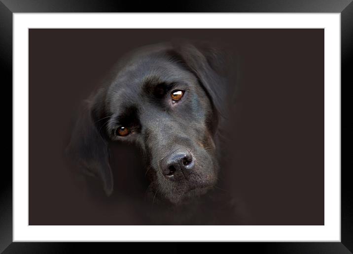 Black Olive 2 Framed Mounted Print by Michelle Orai