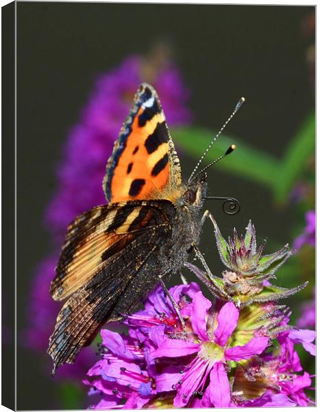 Tortoiseshell Butterfly Canvas Print by Louise  Hawkins