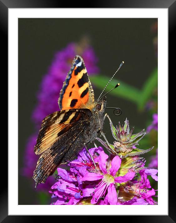 Tortoiseshell Butterfly Framed Mounted Print by Louise  Hawkins