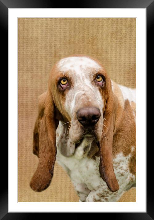The Basset Hound Framed Mounted Print by Linsey Williams