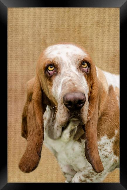 The Basset Hound Framed Print by Linsey Williams