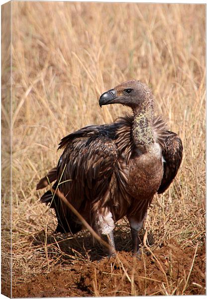 White-backed Vulture Canvas Print by Carole-Anne Fooks