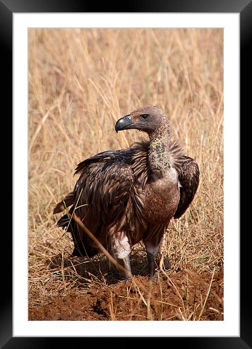 White-backed Vulture Framed Mounted Print by Carole-Anne Fooks