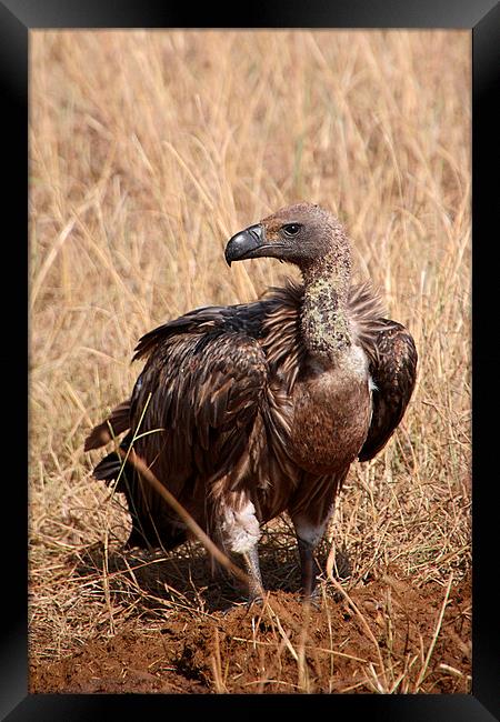 White-backed Vulture Framed Print by Carole-Anne Fooks