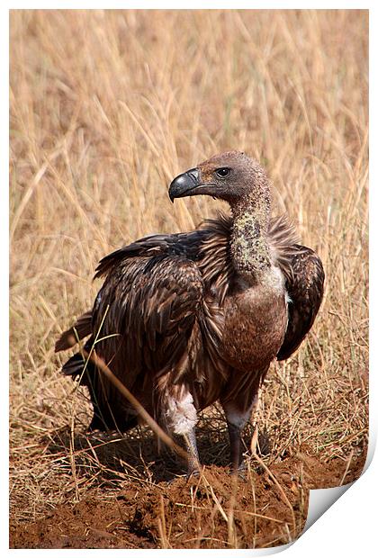 White-backed Vulture Print by Carole-Anne Fooks