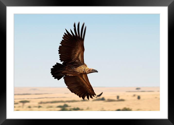 White-backed Vulture in Flight Framed Mounted Print by Carole-Anne Fooks