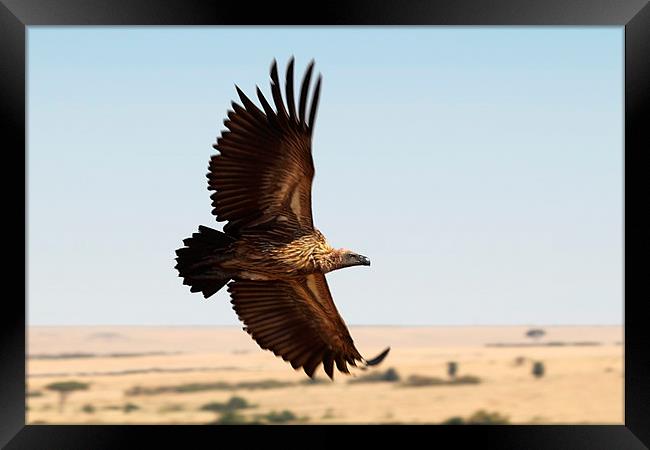 White-backed Vulture in Flight Framed Print by Carole-Anne Fooks