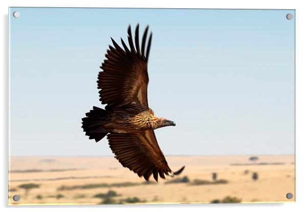 White-backed Vulture in Flight Acrylic by Carole-Anne Fooks