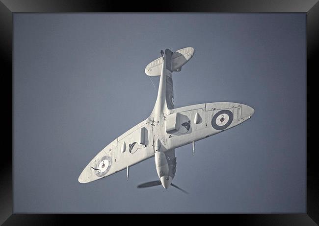 Supermarine Spitfire  Dive Framed Print by Nigel Bangert