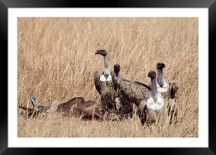 Griffon Vultures with Kill Framed Mounted Print by Carole-Anne Fooks