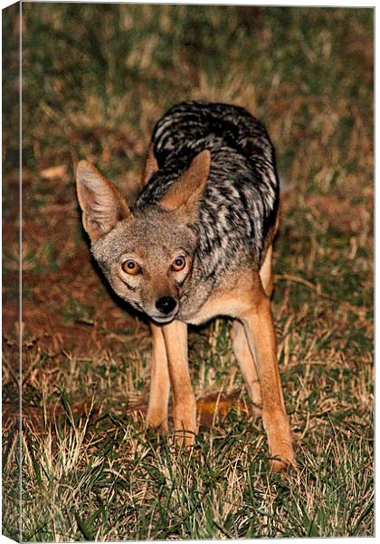 Side Striped Jackal at Night Canvas Print by Carole-Anne Fooks