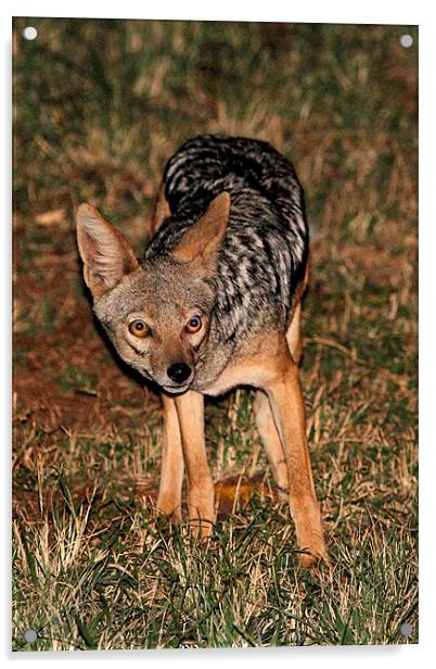 Side Striped Jackal at Night Acrylic by Carole-Anne Fooks