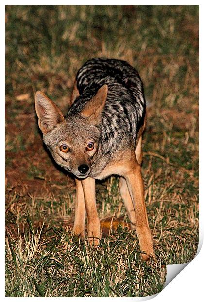 Side Striped Jackal at Night Print by Carole-Anne Fooks