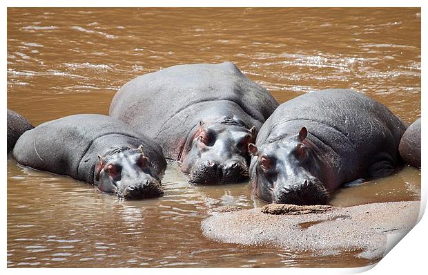 Hippos in The Mara River Print by Carole-Anne Fooks