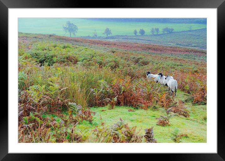 Sheep North York Moors Framed Mounted Print by Jean Gill