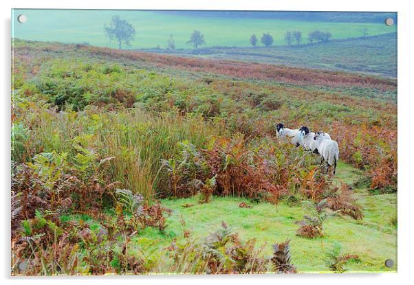 Sheep North York Moors Acrylic by Jean Gill