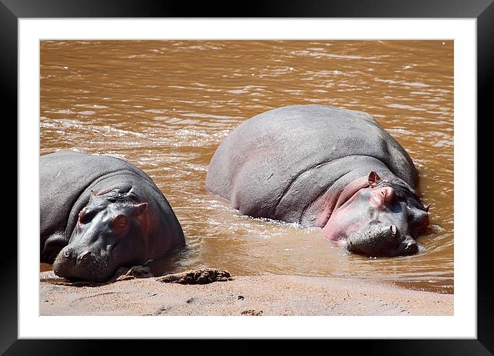 Hippos in The Mara River Framed Mounted Print by Carole-Anne Fooks