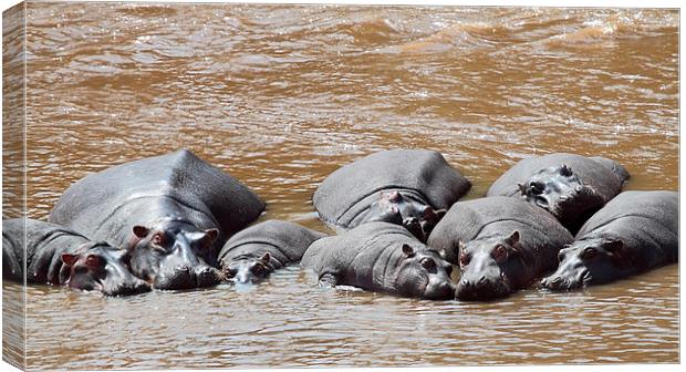 Hippos in The Mara River Canvas Print by Carole-Anne Fooks