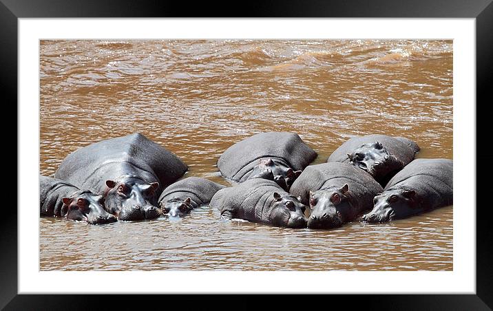 Hippos in The Mara River Framed Mounted Print by Carole-Anne Fooks