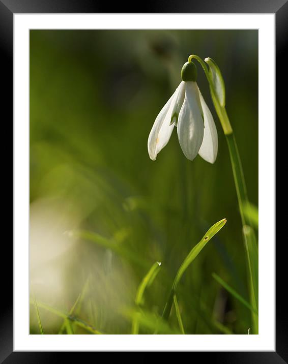 Backlit Snowdop Portrait Framed Mounted Print by Sue Dudley