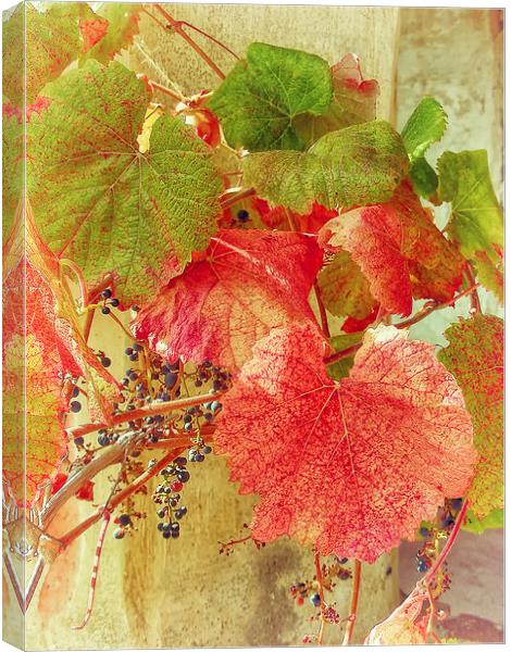 Ivy Canvas Print by Mary Lane