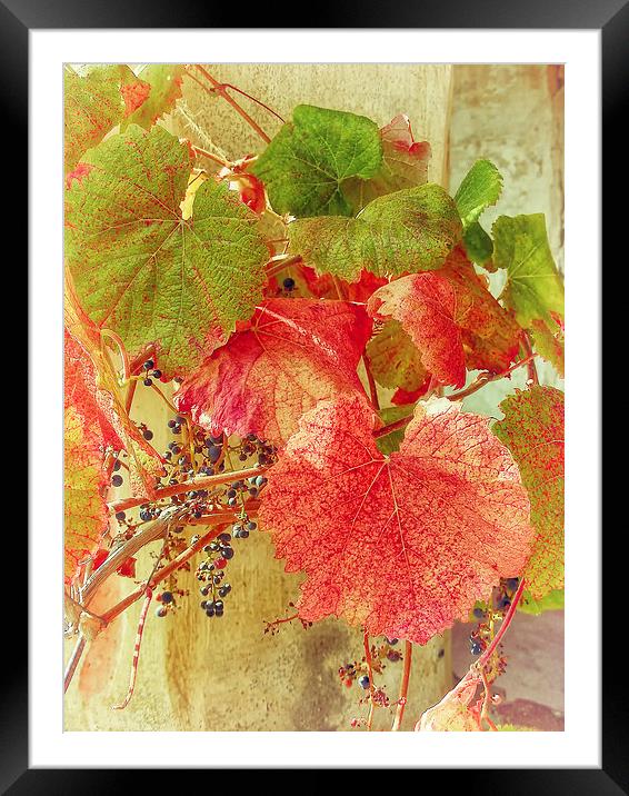 Ivy Framed Mounted Print by Mary Lane