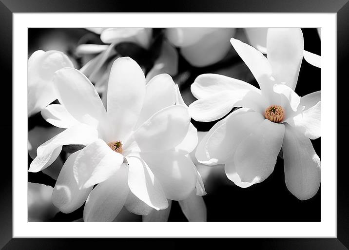 White Magnolia Framed Mounted Print by Mary Lane