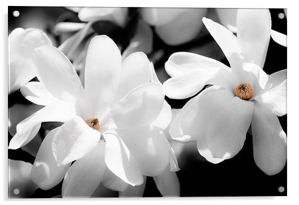 White Magnolia Acrylic by Mary Lane