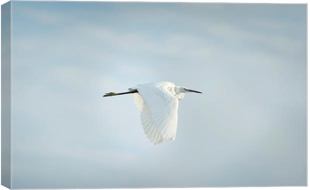Egret in Flight Canvas Print by Jean Gill