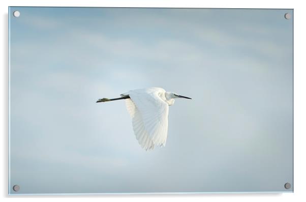 Egret in Flight Acrylic by Jean Gill
