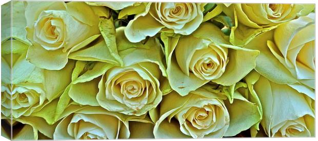 Ten white roses Canvas Print by Sue Bottomley
