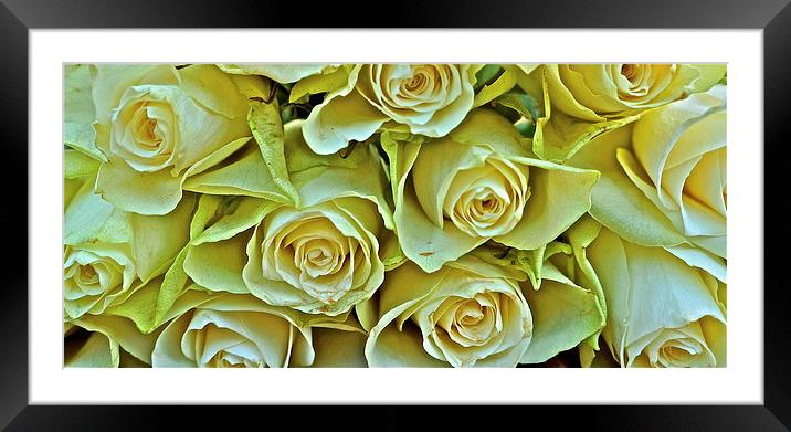 Ten white roses Framed Mounted Print by Sue Bottomley