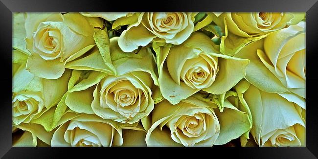 Ten white roses Framed Print by Sue Bottomley