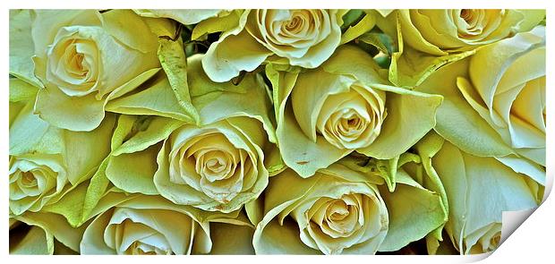 Ten white roses Print by Sue Bottomley