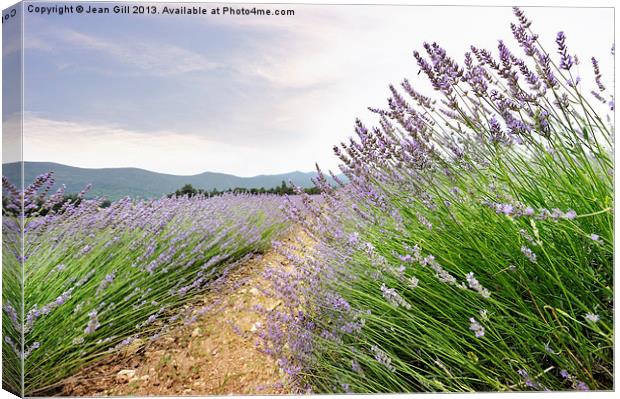 Provence lavender France Canvas Print by Jean Gill