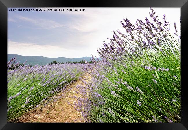 Provence lavender France Framed Print by Jean Gill