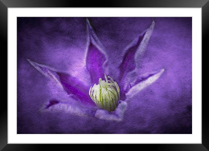 Clematis Framed Mounted Print by Michelle Orai