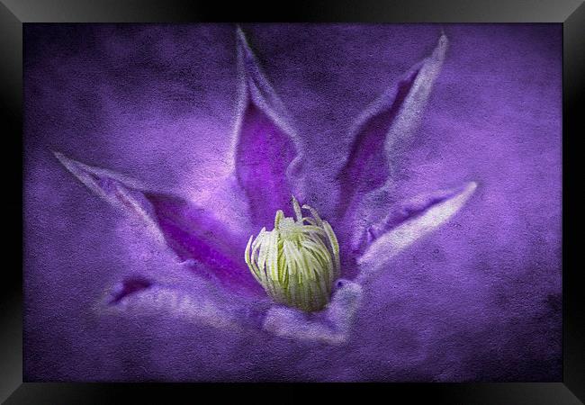 Clematis Framed Print by Michelle Orai