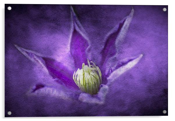 Clematis Acrylic by Michelle Orai
