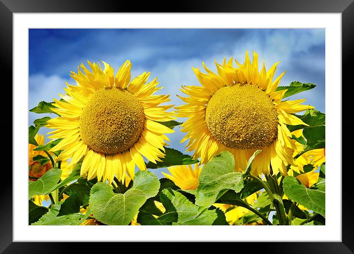 Happy Provencal sunflowers Framed Mounted Print by Jean Gill