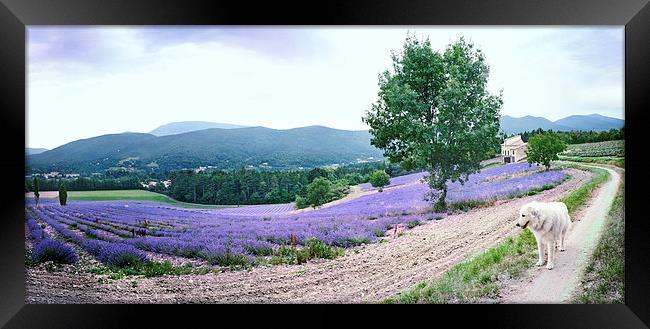 Lavender panorama with dog Framed Print by Jean Gill