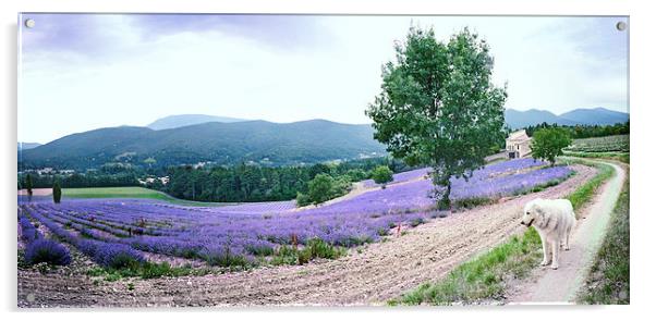 Lavender panorama with dog Acrylic by Jean Gill