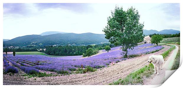 Lavender panorama with dog Print by Jean Gill