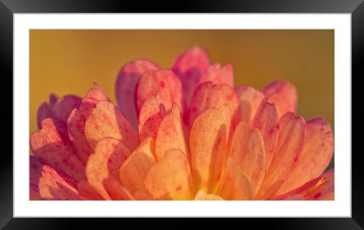 Abstract Chrysanthemum Study Framed Mounted Print by Sue Dudley