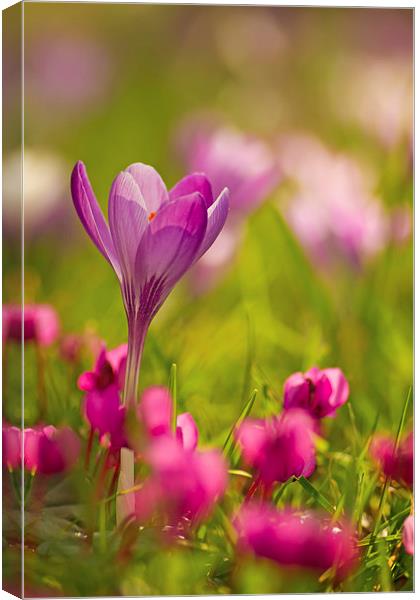 English Spring Flowers Canvas Print by Sue Dudley