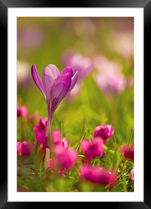 English Spring Flowers Framed Mounted Print by Sue Dudley