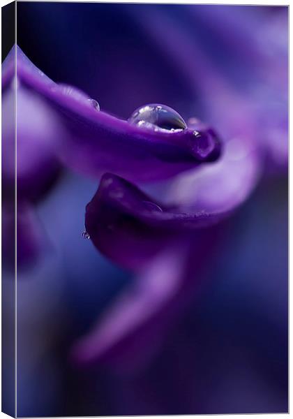 Hyacinth in the Rain Canvas Print by Sue Dudley